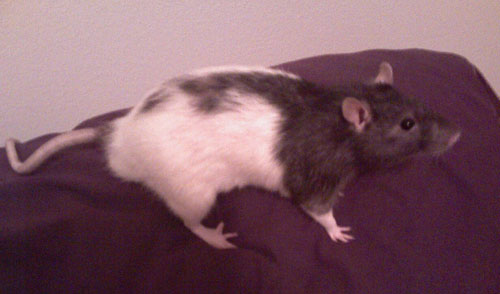 Archie the rat